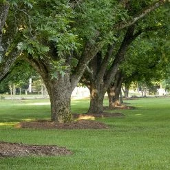 Perfect Plants Pawnee Pecan Tree | Type 1 Pollinator Pecan Trees