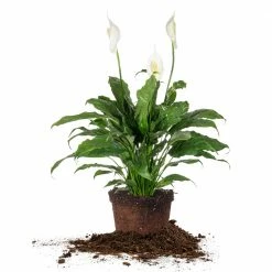 Perfect Plants Sales Shop 24 Perfect Plants Variegated Peace Lily