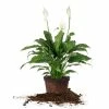 Perfect Plants Green Peace Lily All Houseplants
