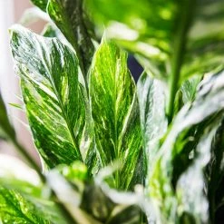 Perfect Plants Variegated Peace Lily