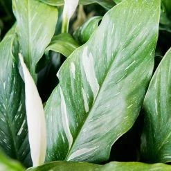 Perfect Plants Variegated Peace Lily