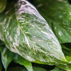 Perfect Plants Variegated Peace Lily