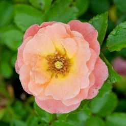 Perfect Plants Drift® Roses Peach Drift® Rose Bush 7 Perfect Plants Drift® Roses Peach Drift® Rose Bush