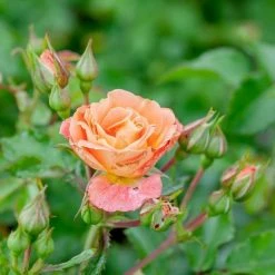 Perfect Plants Drift® Roses Peach Drift® Rose Bush