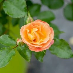 Perfect Plants Drift® Roses Peach Drift® Rose Bush