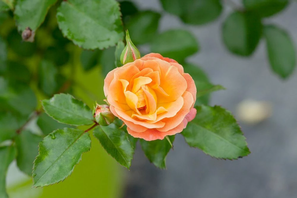 Perfect Plants Drift® Roses Peach Drift® Rose Bush 2 Perfect Plants Drift® Roses Peach Drift® Rose Bush