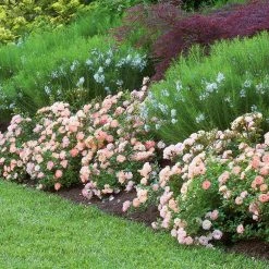 Perfect Plants Drift® Roses Peach Drift® Rose Bush 9 Perfect Plants Drift® Roses Peach Drift® Rose Bush