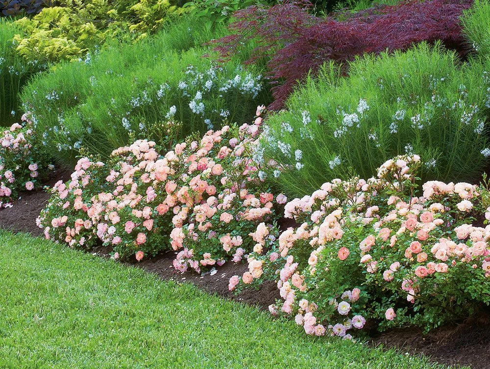 Perfect Plants Drift® Roses Peach Drift® Rose Bush 5 Perfect Plants Drift® Roses Peach Drift® Rose Bush