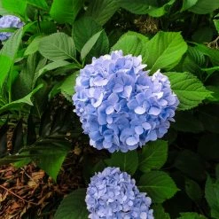 Perfect Plants Penny Mac Hydrangea Shrub