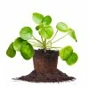 Perfect Plants All Houseplants Pilea Peperomioides
