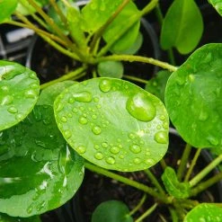Perfect Plants All Houseplants Pilea Peperomioides