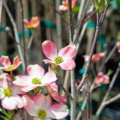 Perfect Plants All Trees Pink Dogwood Tree