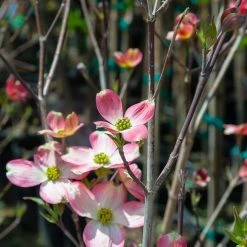 Perfect Plants All Trees Pink Dogwood Tree