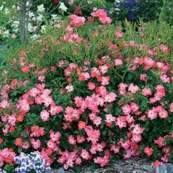 Perfect Plants Pink Drift® Rose Bush