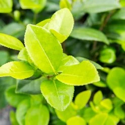 Perfect Plants Pink Perfection Camellia