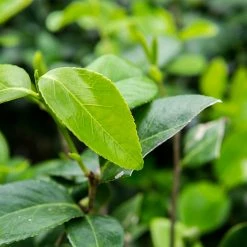 Perfect Plants Pink Perfection Camellia