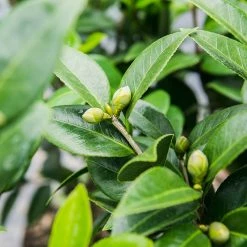 Perfect Plants Pink Perfection Camellia