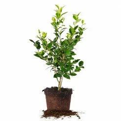 Perfect Plants Pink Perfection Camellia