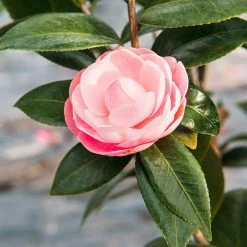Perfect Plants Pink Perfection Camellia