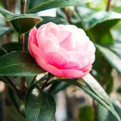 Perfect Plants Pink Perfection Camellia