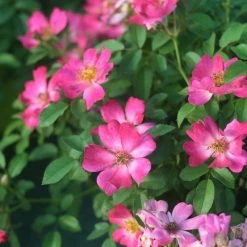 Perfect Plants Pink Drift® Rose Bush