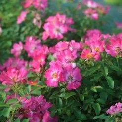 Perfect Plants Pink Drift® Rose Bush