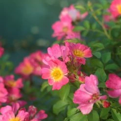 Perfect Plants Pink Drift® Rose Bush