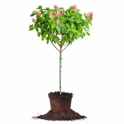 Perfect Plants Pink Diamond® Hydrangea Tree