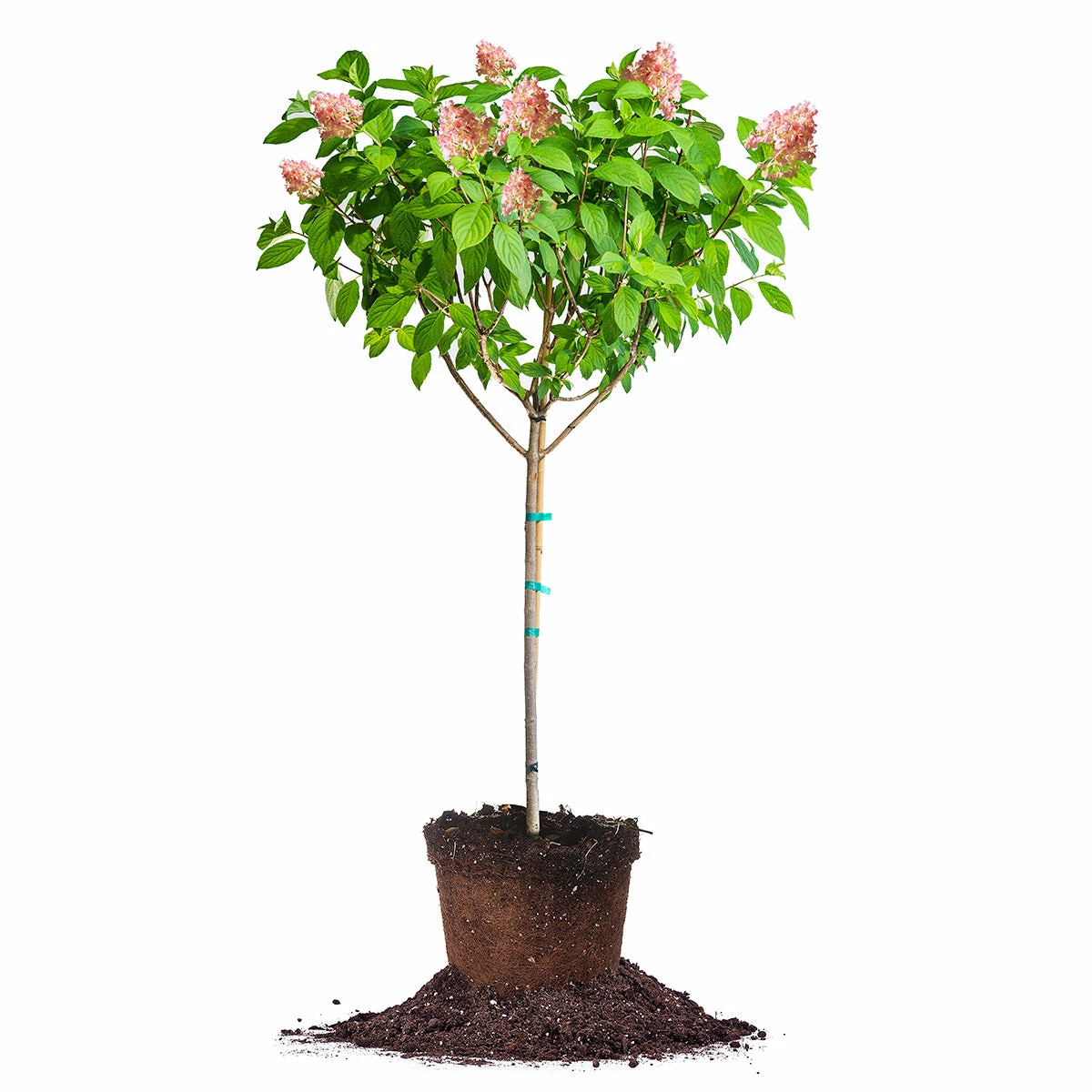 Perfect Plants Pink Diamond® Hydrangea Tree 1 Perfect Plants Pink Diamond® Hydrangea Tree