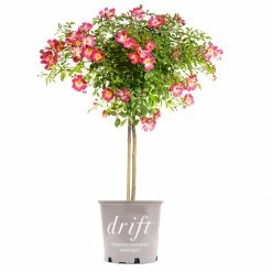 Perfect Plants Drift® Roses Pink Drift® Rose Tree