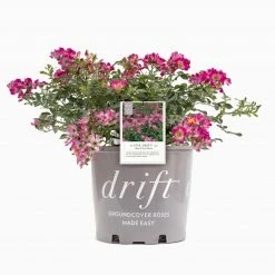 Perfect Plants Pink Drift® Rose Bush