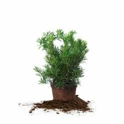 Perfect Plants All Shrubs & Hedges Podocarpus Pringles Dwarf