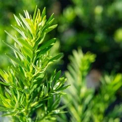 Perfect Plants All Shrubs & Hedges Podocarpus Pringles Dwarf