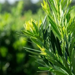 Perfect Plants All Shrubs & Hedges Podocarpus Pringles Dwarf