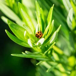 Perfect Plants All Shrubs & Hedges Podocarpus Pringles Dwarf