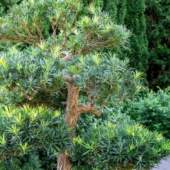 Perfect Plants All Shrubs & Hedges Podocarpus Pringles Dwarf