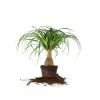 Perfect Plants Ponytail Palm Tree All Houseplants
