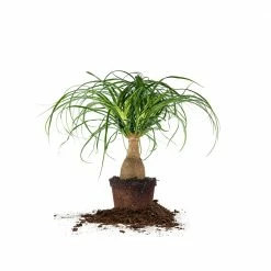 Perfect Plants Ponytail Palm Tree All Houseplants