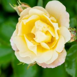 Perfect Plants Popcorn Drift® Rose Bush Drift® Roses