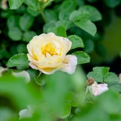 Perfect Plants Popcorn Drift® Rose Bush Drift® Roses