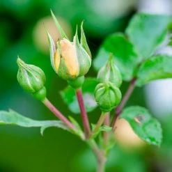 Perfect Plants Popcorn Drift® Rose Bush Drift® Roses