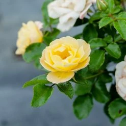 Perfect Plants Popcorn Drift® Rose Bush Drift® Roses