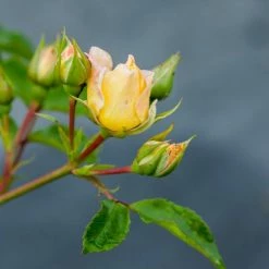 Perfect Plants Popcorn Drift® Rose Bush Drift® Roses