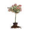 Perfect Plants Drift® Roses Peach Drift® Rose Tree