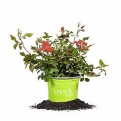 Perfect Plants Red Knock Out® Rose Bush Knock Out® Roses