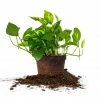Perfect Plants Golden Pothos All Houseplants