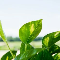 Perfect Plants Golden Pothos All Houseplants