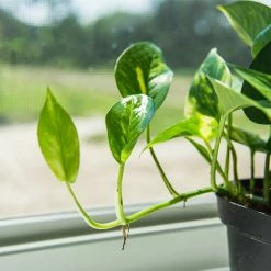 Perfect Plants Golden Pothos All Houseplants