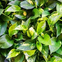 Perfect Plants Golden Pothos All Houseplants