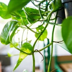 Perfect Plants Golden Pothos All Houseplants